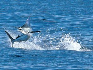 blue marlin jumping Cabo San Lucas