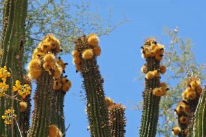 cactus-flowers-baja