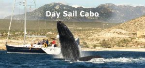 day-sail-cabo-cruise-02580-1