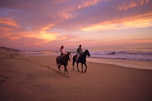 horses. Horseback ride on a Cabo beach at sunset